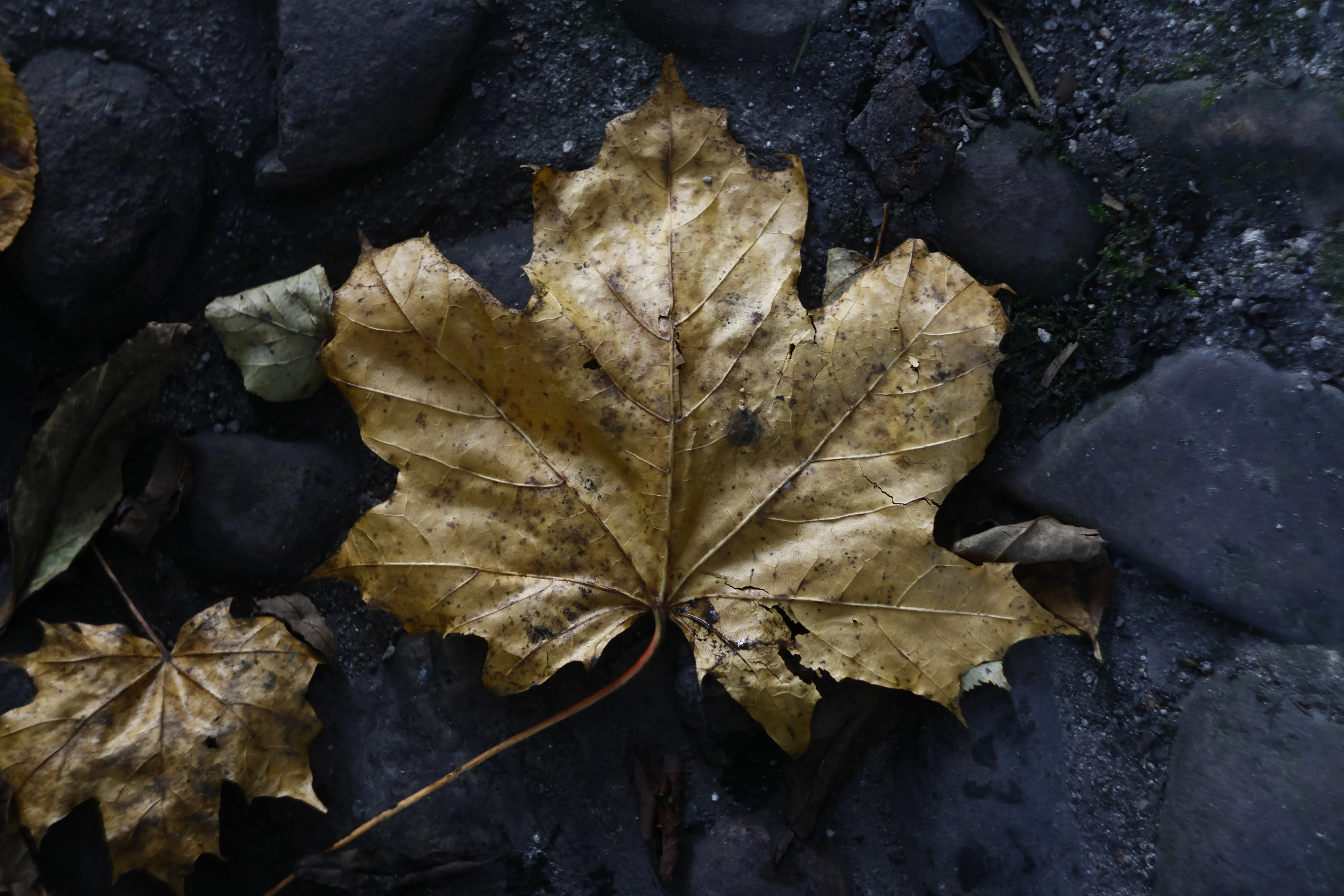 Carl Zeiss Flektogon 4 20 (m42) - _I4A9370.webp